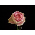 Roses - Rosita Vendela